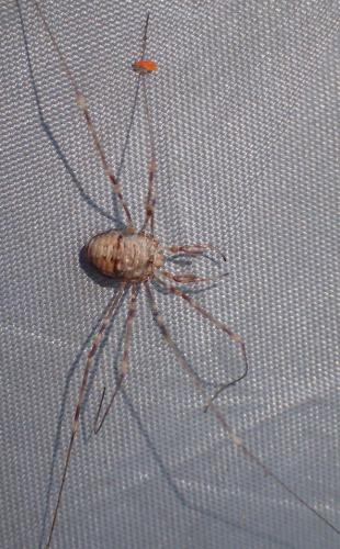 Dicranopalpus ramosus